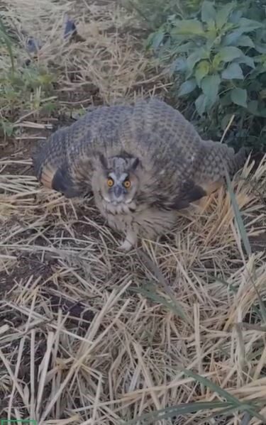 Şanlıurfa’nın Siverek ilçesinde, nesli tükenme tehlikesi altında olan ve koruma