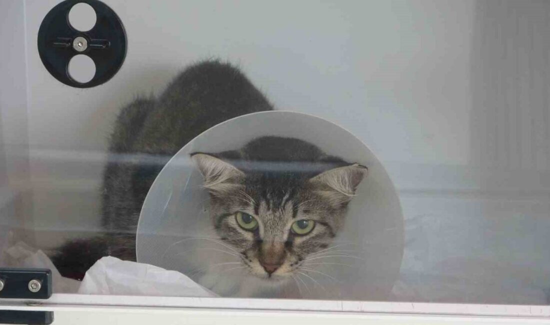 Mersin’de bir şahıs, köpeğiyle birlikte yürürken bir sokak kedisini defalarca