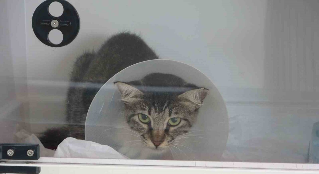 Mersin’de bir şahıs, köpeğiyle birlikte yürürken bir sokak kedisini defalarca