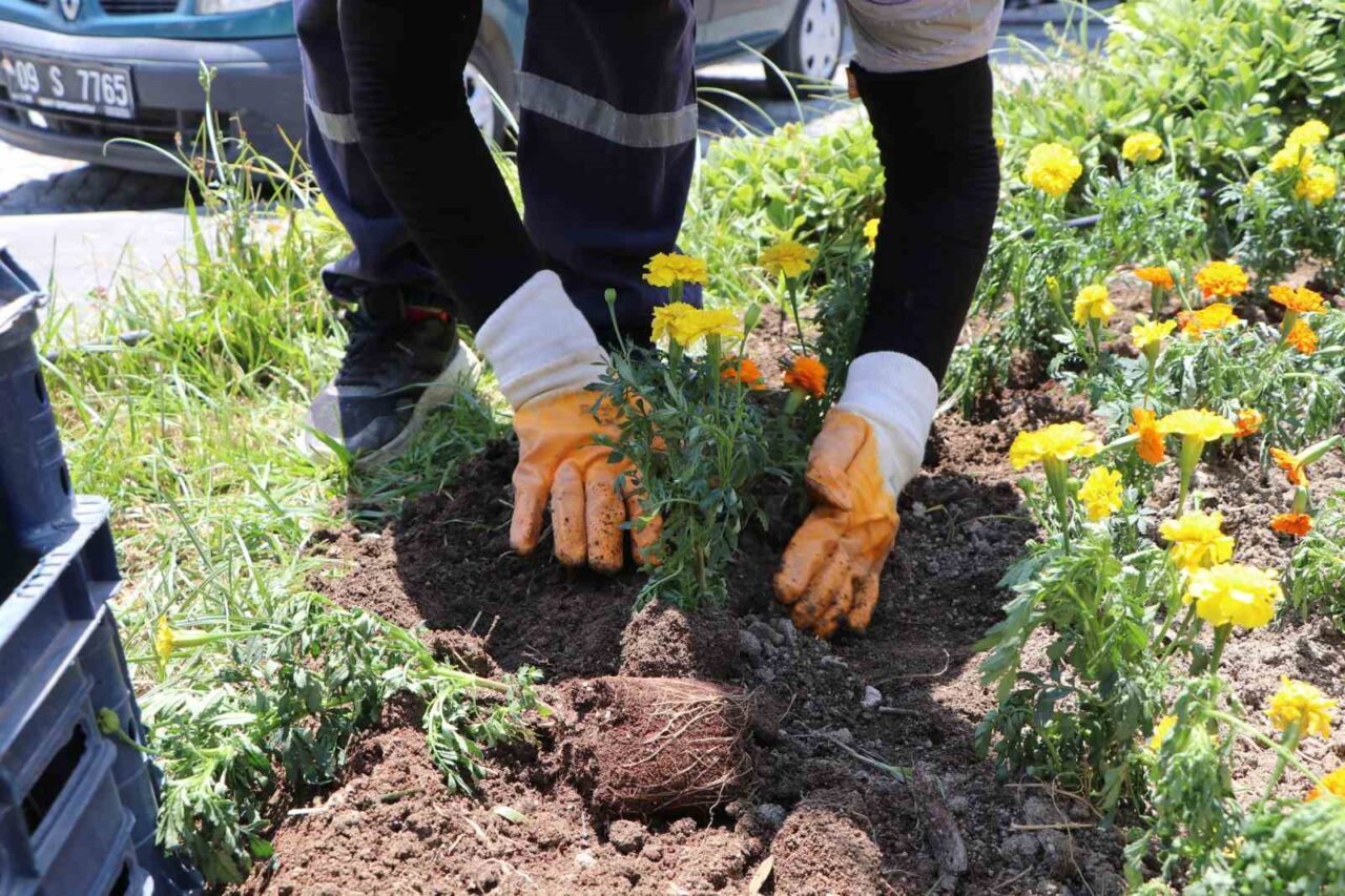 Söke Belediyesi, Park ve Bahçeler Müdürlüğü’nün çalışmalarıyla, belediyeye ait serada