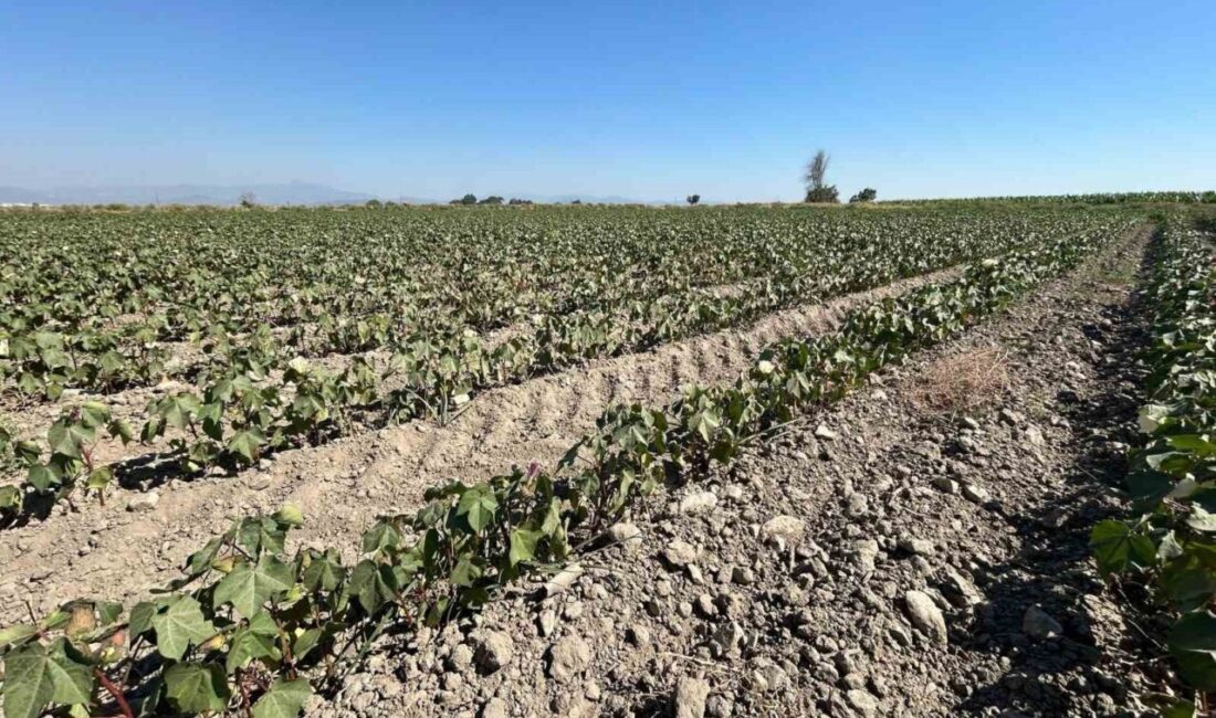 Söke Ovası’nda pamuk üreticileri bir kez daha su sıkıntısıyla karşı