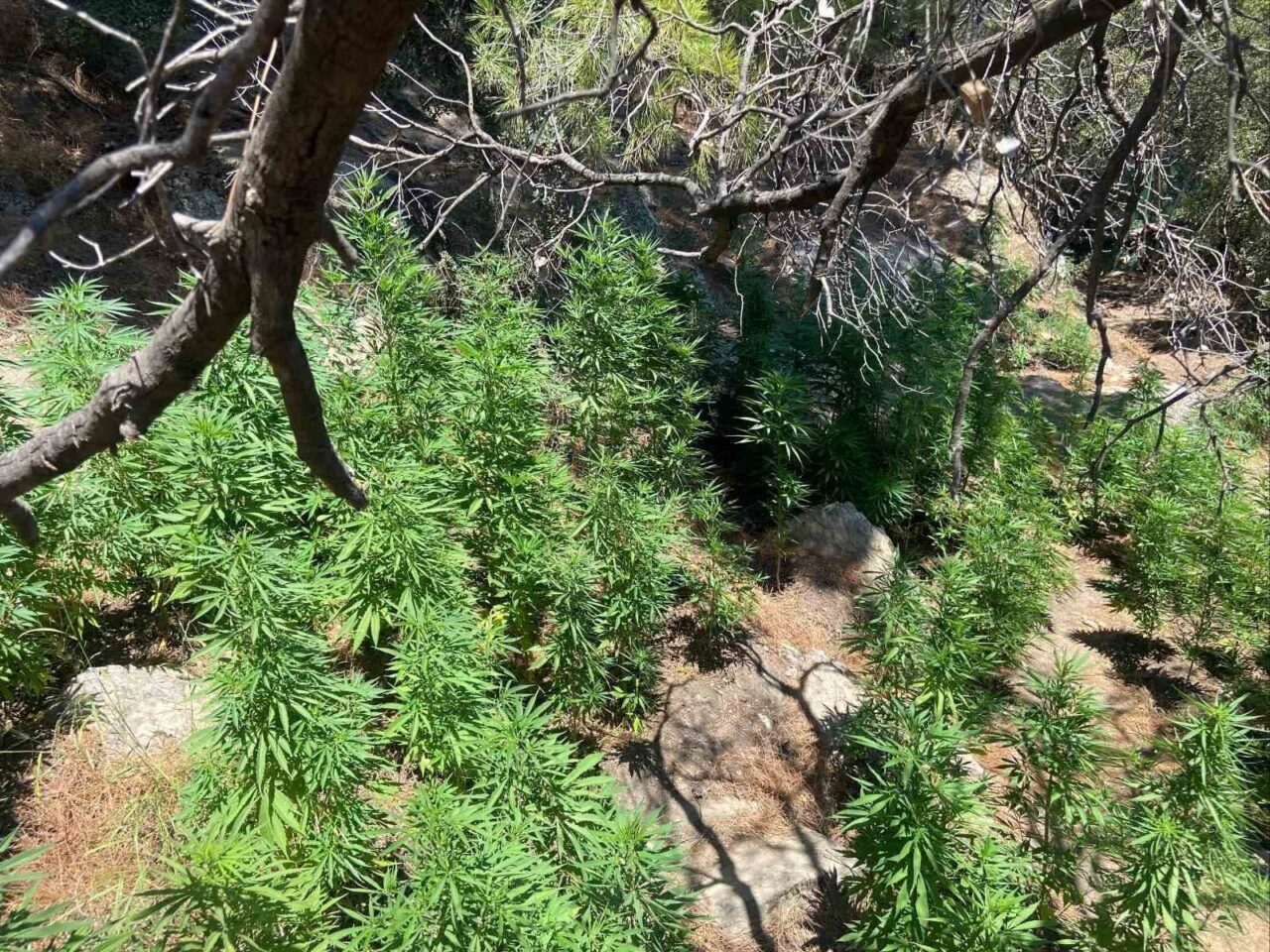 Aydın’ın Söke ilçesinde dağlık alanda 595 kök kenevir ele geçirilirken,