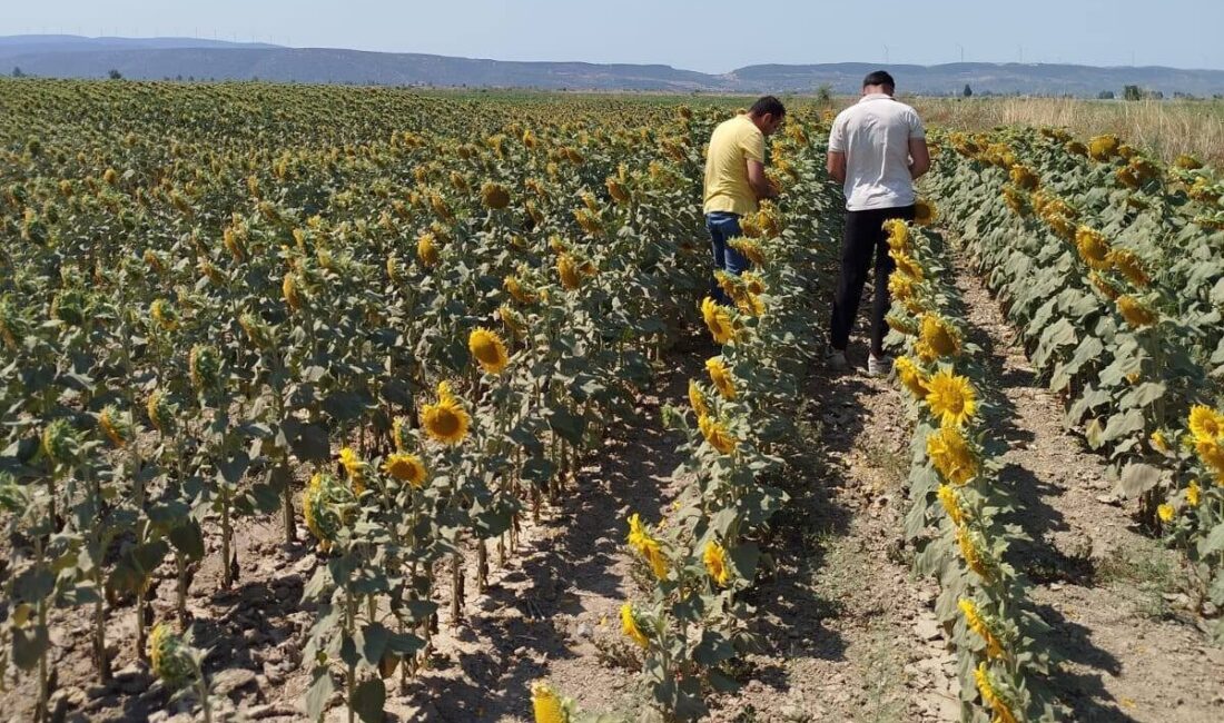 Aydın’ın Söke ilçesinde tarım alanlarında yürütülen denetim ve inceleme çalışmaları