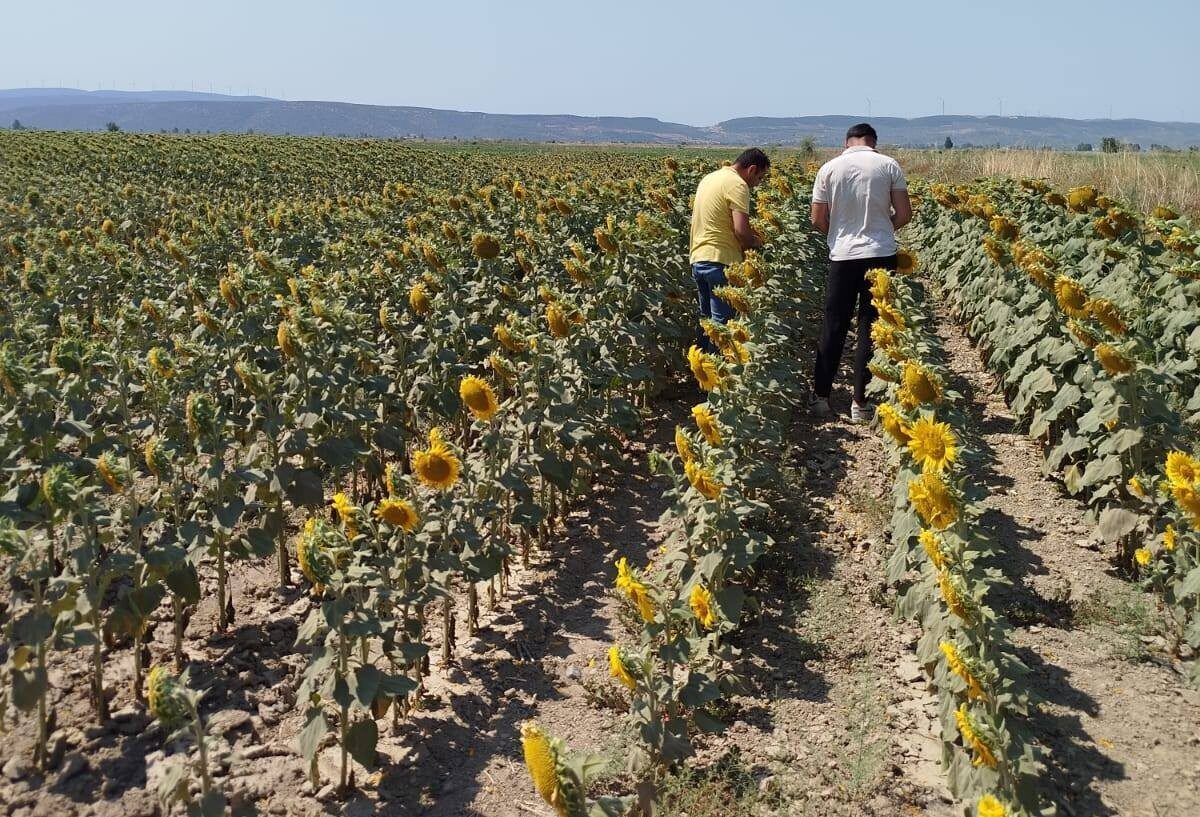 Aydın’ın Söke ilçesinde tarım alanlarında yürütülen denetim ve inceleme çalışmaları