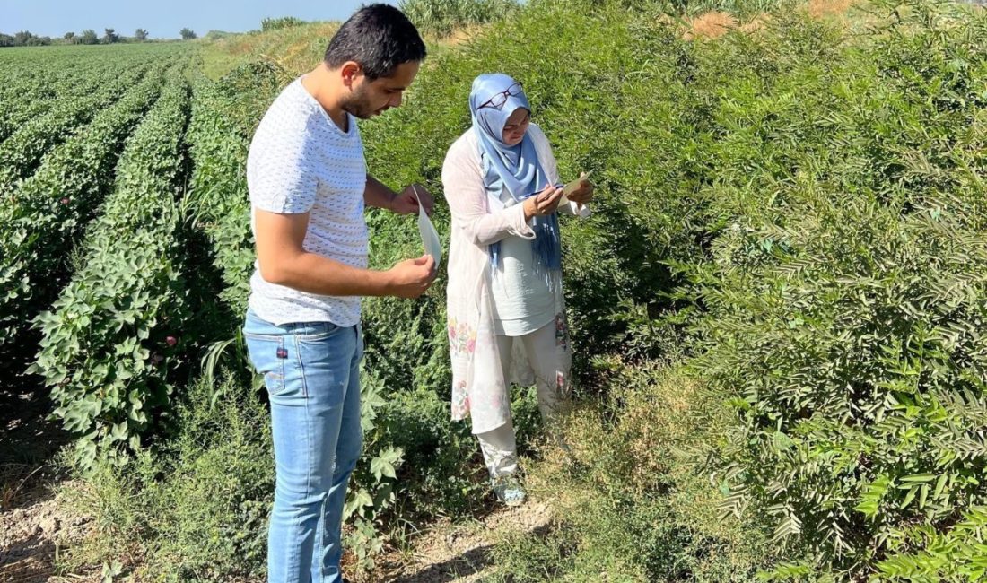 Türkiye’nin önemli tarım kentlerinden olan Aydın’ın Söke ilçesinde, tarım arazileri