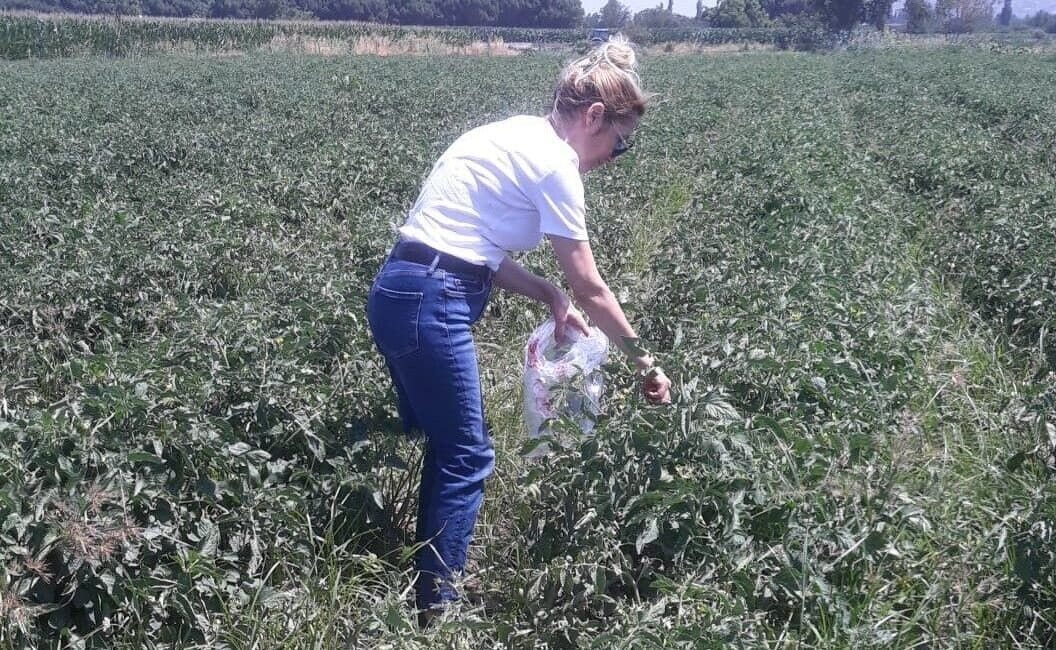 Aydın’ın Söke ilçesinde domates sezonu hareketliliği başlarken, sahaya inen ilçe