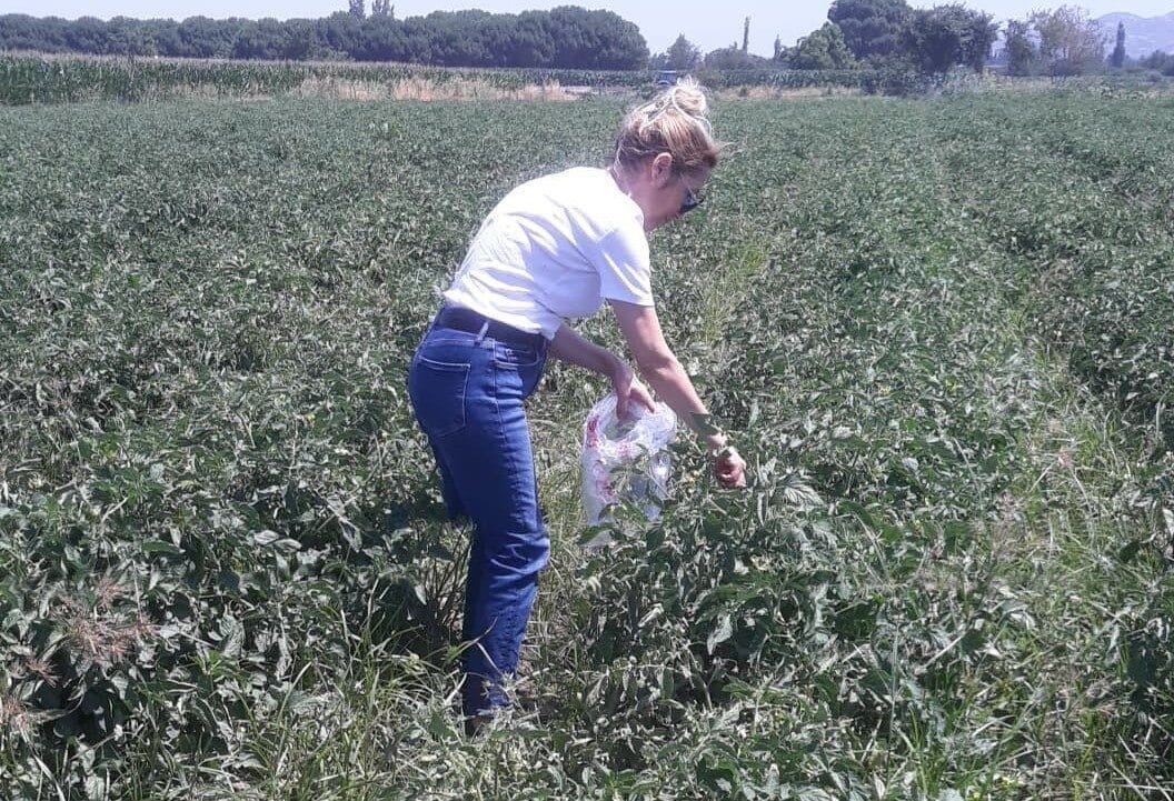 Aydın’ın Söke ilçesinde domates sezonu hareketliliği başlarken, sahaya inen ilçe