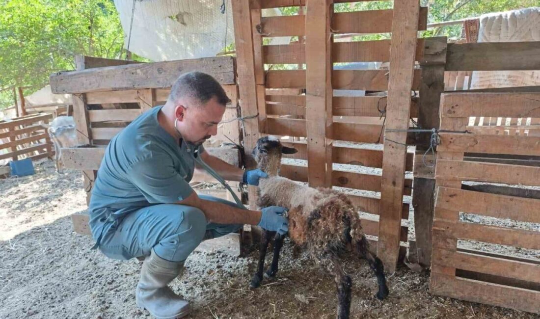 Aydın’ın Söke ilçesinde sahaya inen ilçe tarım ekipleri, küçükbaş hayvanlara