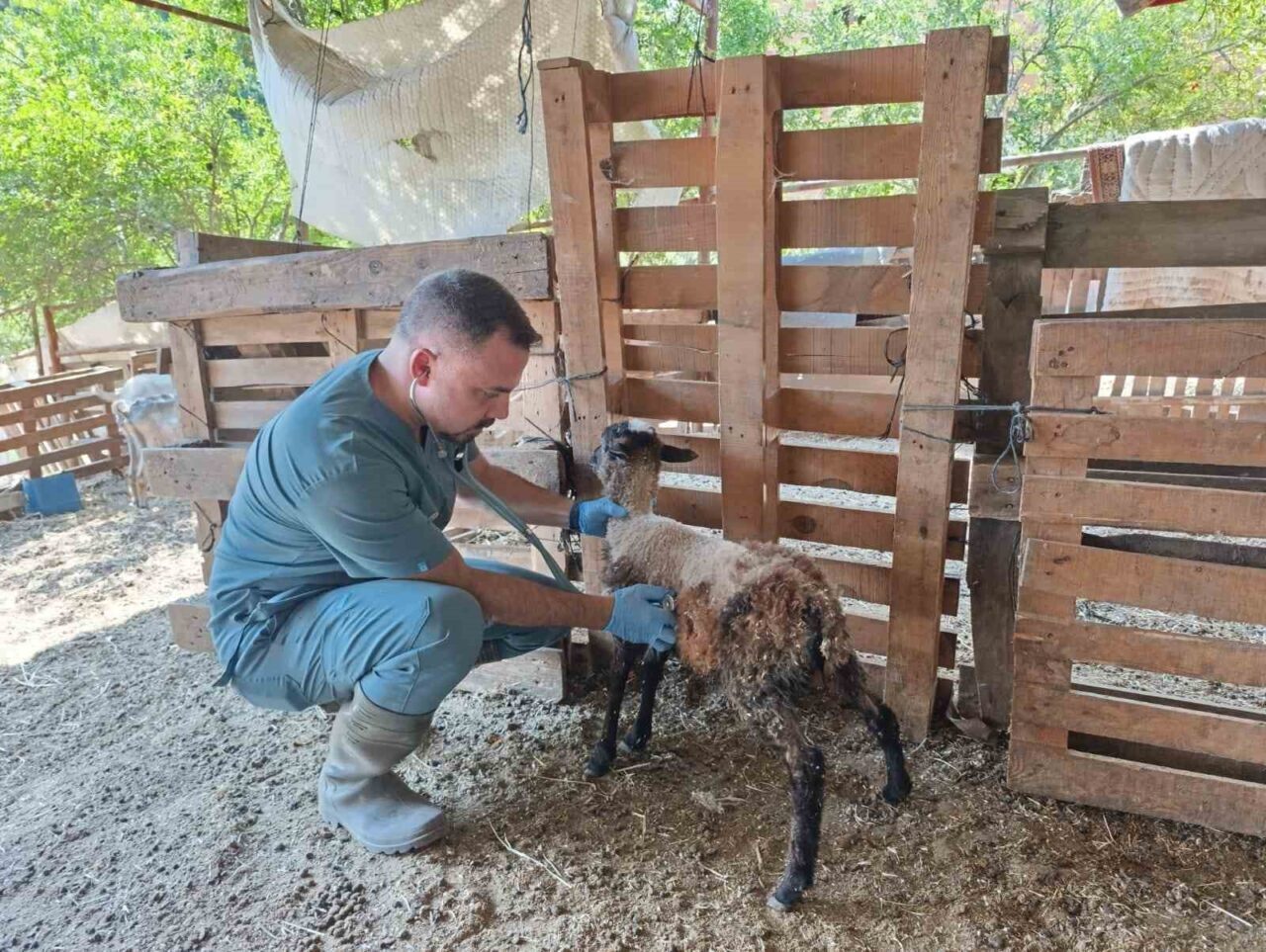 Aydın’ın Söke ilçesinde sahaya inen ilçe tarım ekipleri, küçükbaş hayvanlara