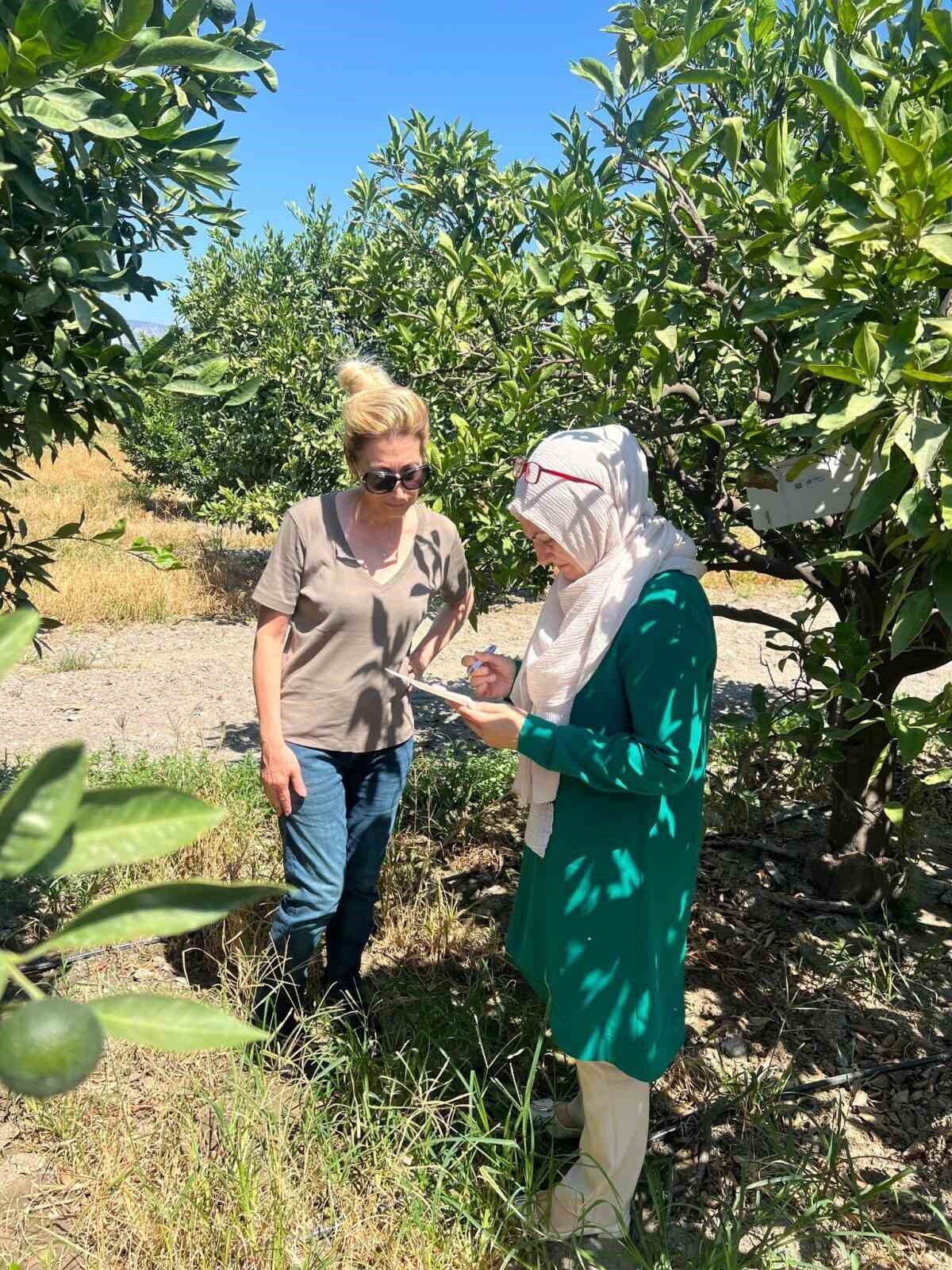 Aydın’ın Söke ilçesinde sahaya inen ilçe tarım ekipleri, zeytin ve