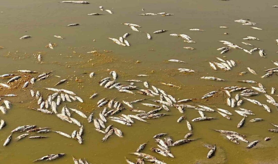 Kilis’in Musabeyli ilçesindeki Üçpınar Göleti’nde su seviyesinin düşmesi ve oksijen