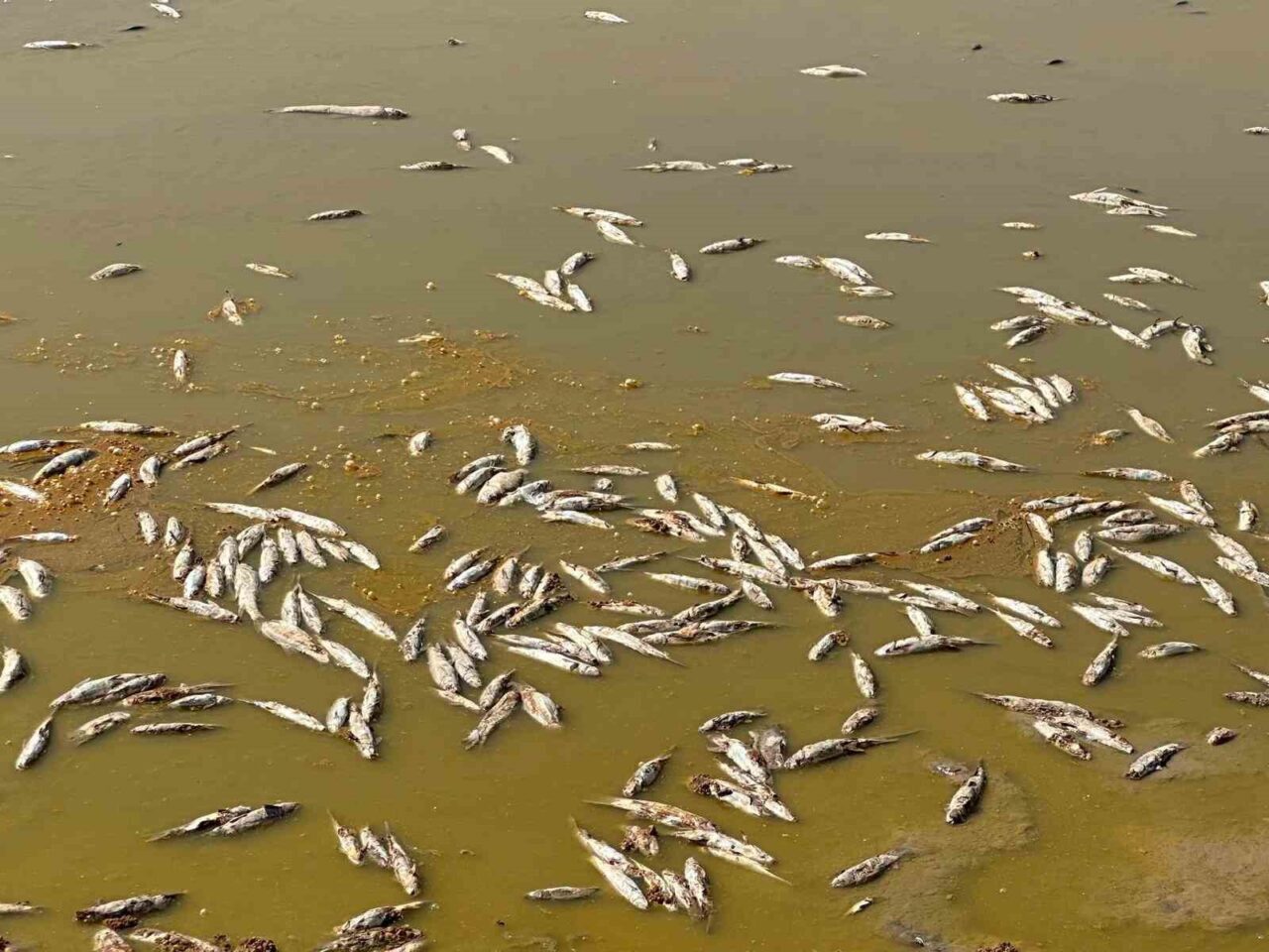 Kilis’in Musabeyli ilçesindeki Üçpınar Göleti’nde su seviyesinin düşmesi ve oksijen