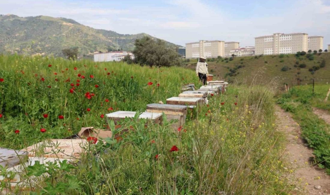 Aydın’ın Sultanhisar ilçesinde orman yangınlarına karşı alınan önlemler kapsamında, arıcılara