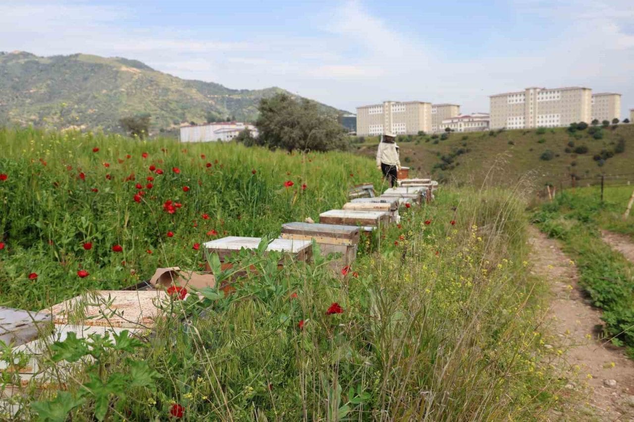 Aydın’ın Sultanhisar ilçesinde orman yangınlarına karşı alınan önlemler kapsamında, arıcılara