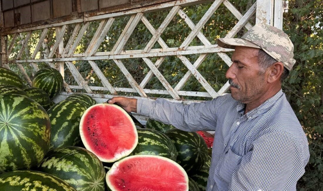 Şanlıurfa’nın Suruç ilçesinde ilk hasadı yapılan yerli karpuzun tarlada 2-3