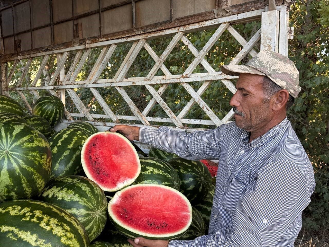 Şanlıurfa’nın Suruç ilçesinde ilk hasadı yapılan yerli karpuzun tarlada 2-3