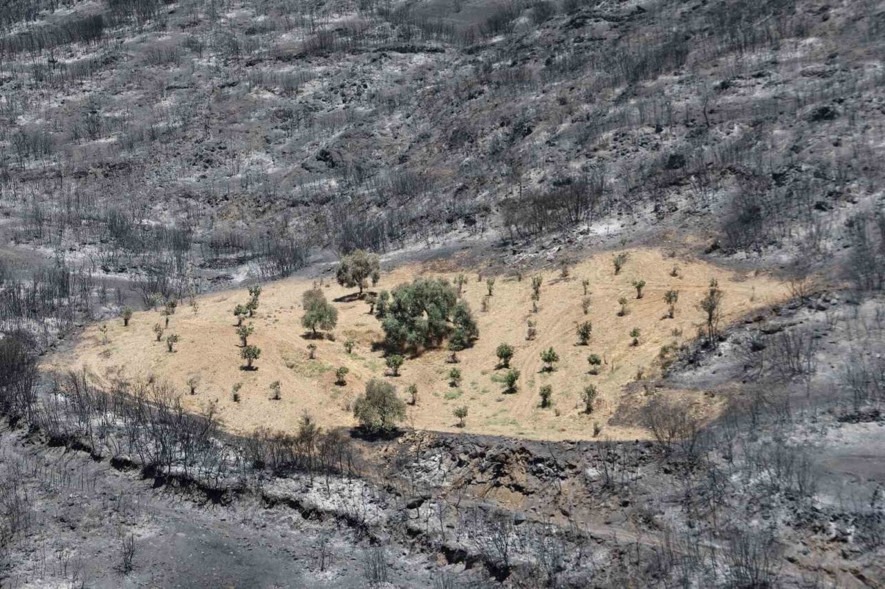İzmir’in Ödemiş ilçesinde çıkan yangın sonrasında toprak siyaha bürünürken, yaklaşık