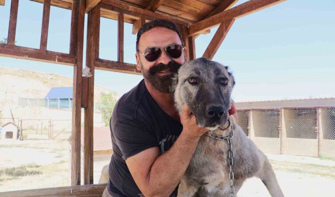 Ünü dünyaya yayılan ve dünyanın en iyi sürü koruma köpeği