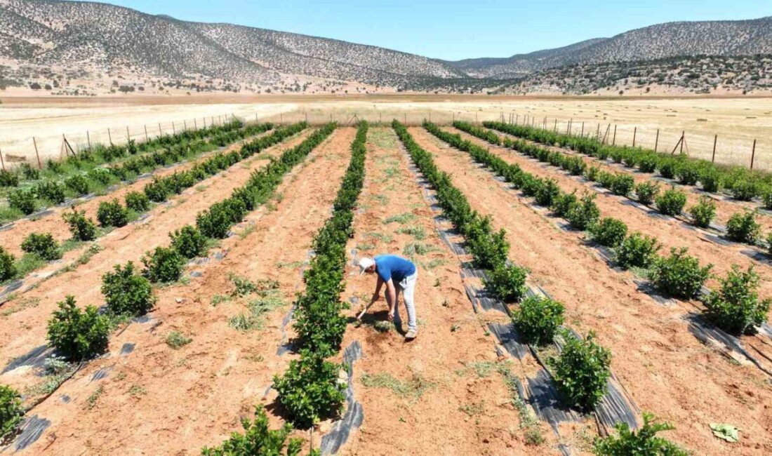 Antalya Büyükşehir Belediyesi’nin susuzluk nedeniyle tarım yapılamayan ve yoğun göç