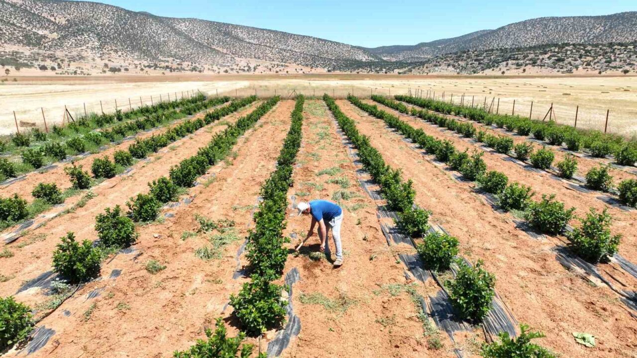 Antalya Büyükşehir Belediyesi’nin susuzluk nedeniyle tarım yapılamayan ve yoğun göç