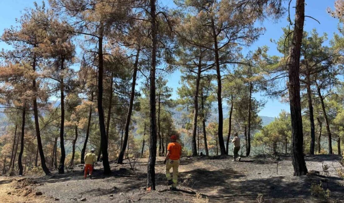 Sakarya’nın Taraklı ilçesinde yaklaşık 2 hafta önce çıkan ve yüzlerce
