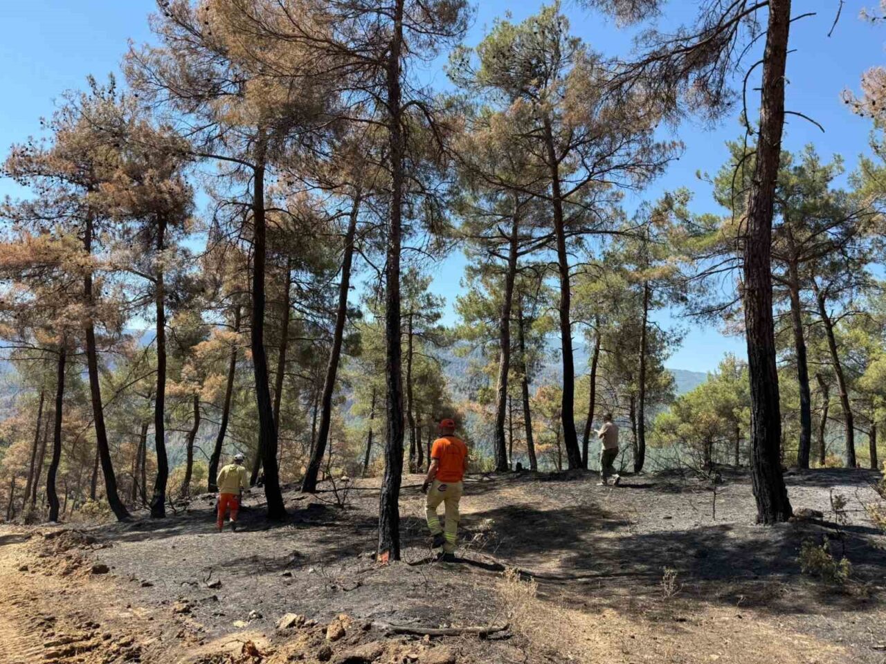 Sakarya’nın Taraklı ilçesinde yaklaşık 2 hafta önce çıkan ve yüzlerce