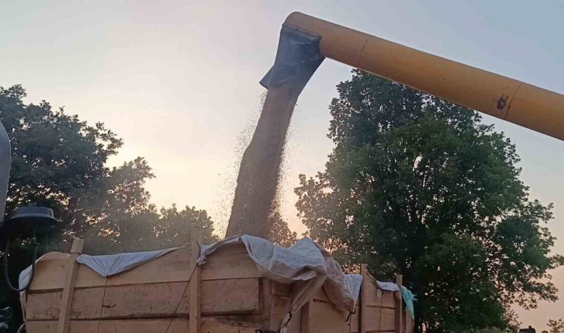 Bilecik’in Pazaryeri ilçesinde arpa ve buğday hasadı başladı. Mevsim normallerinin