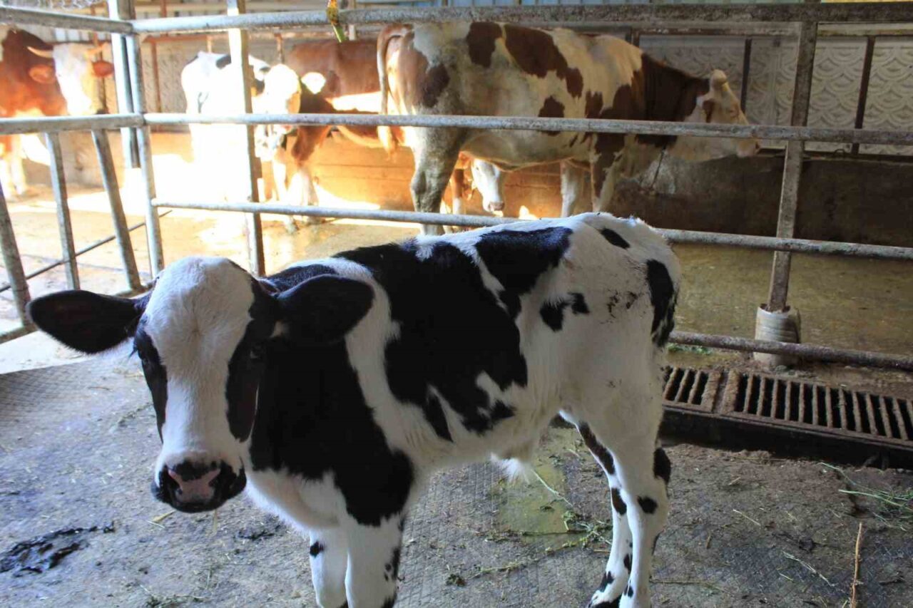 Tarım ve Orman Bakan Yardımcısı Prof. Dr. Ahmet Gümen, Tarımsal Strateji ve