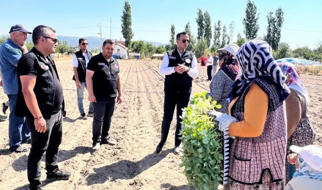 Afyonkarahisar’ın Sinanpaşa ilçesine bağlı Taşoluk beldesinde, brokoli üretimini teşvik etmek