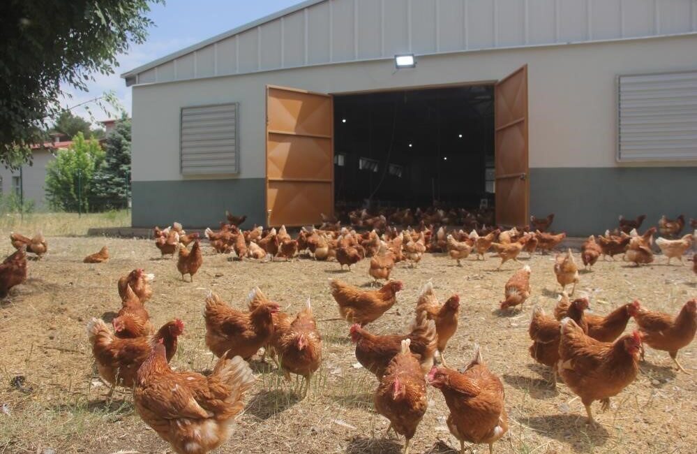 Mayıs ayında tavuk eti üretimi 241 bin 782 ton, tavuk