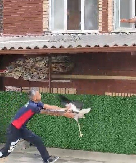Tokat’ın Erbaa ilçesinde verandadan düşen tek ayaklı leyleği havada yakalayan
