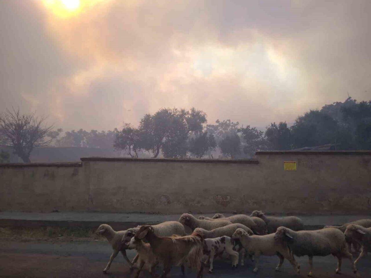 Tekirdağ’ın Şarköy’de ormanlık alanda çıkan rüzgarın etkisiyle büyüyerek yerleşim alanlarına