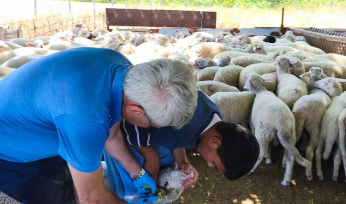 Tekirdağ’ın Çorlu ilçesinde küçükbaş hayvancılık işletmelerinde kuzuların küpelenip aşılanması çalışmaları