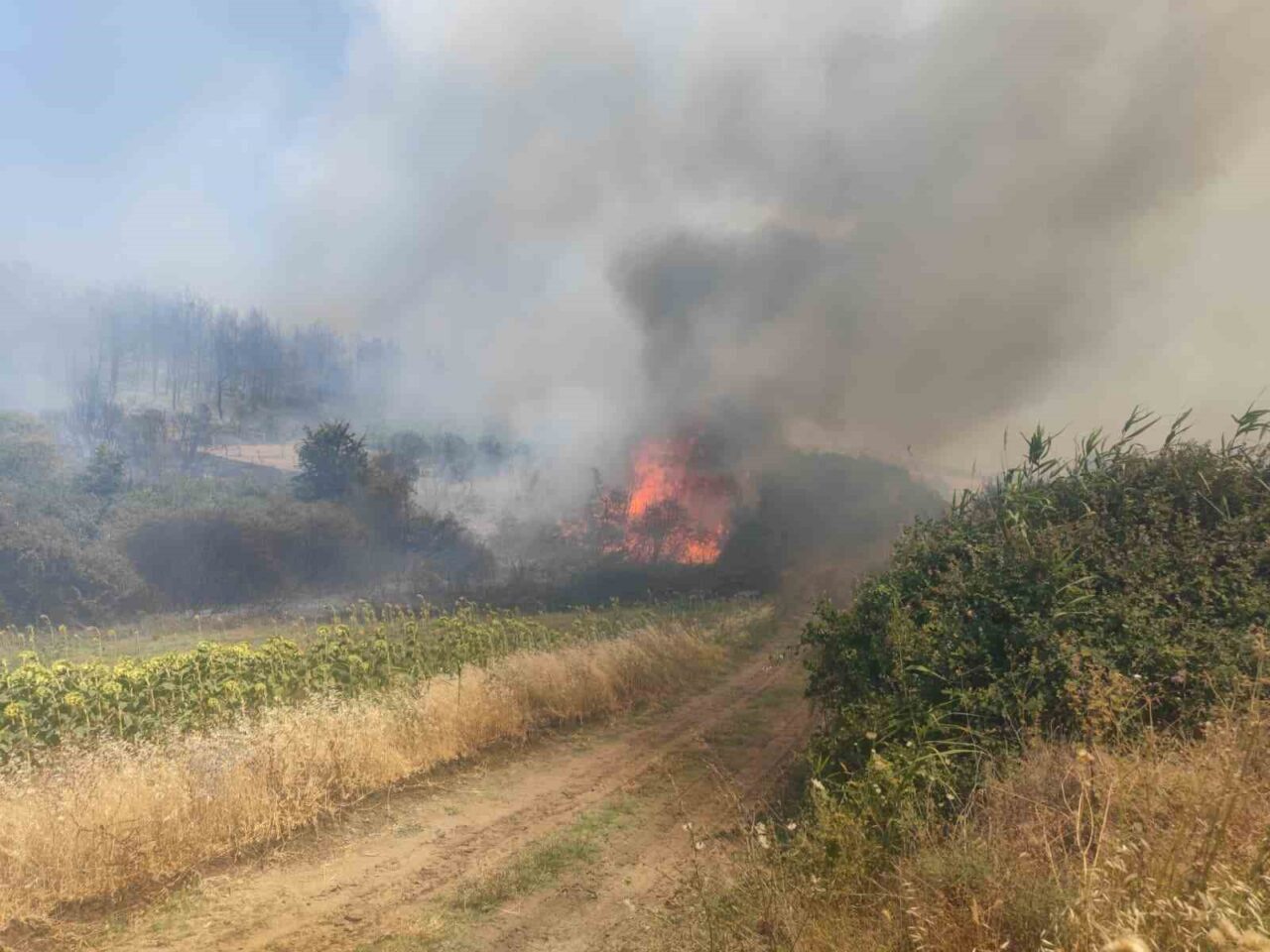 Tekirdağ’ın Şarköy ilçesinde çıkan orman yangını, rüzgarın da etkisiyle büyüyerek