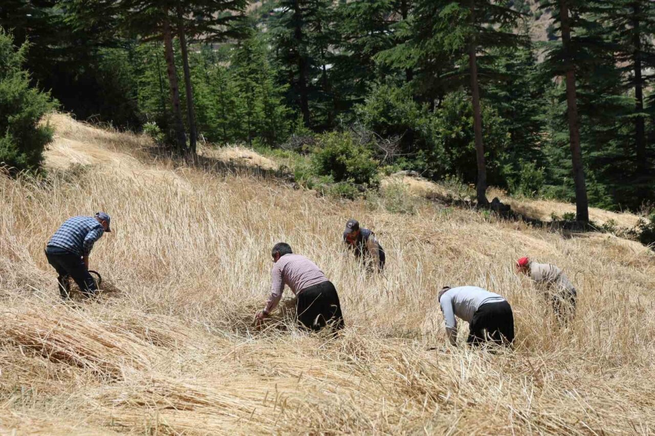 Adana’nın Feke ilçesinde yüzyıllardır değişmeyen gelenek ellik ve orakla hasat