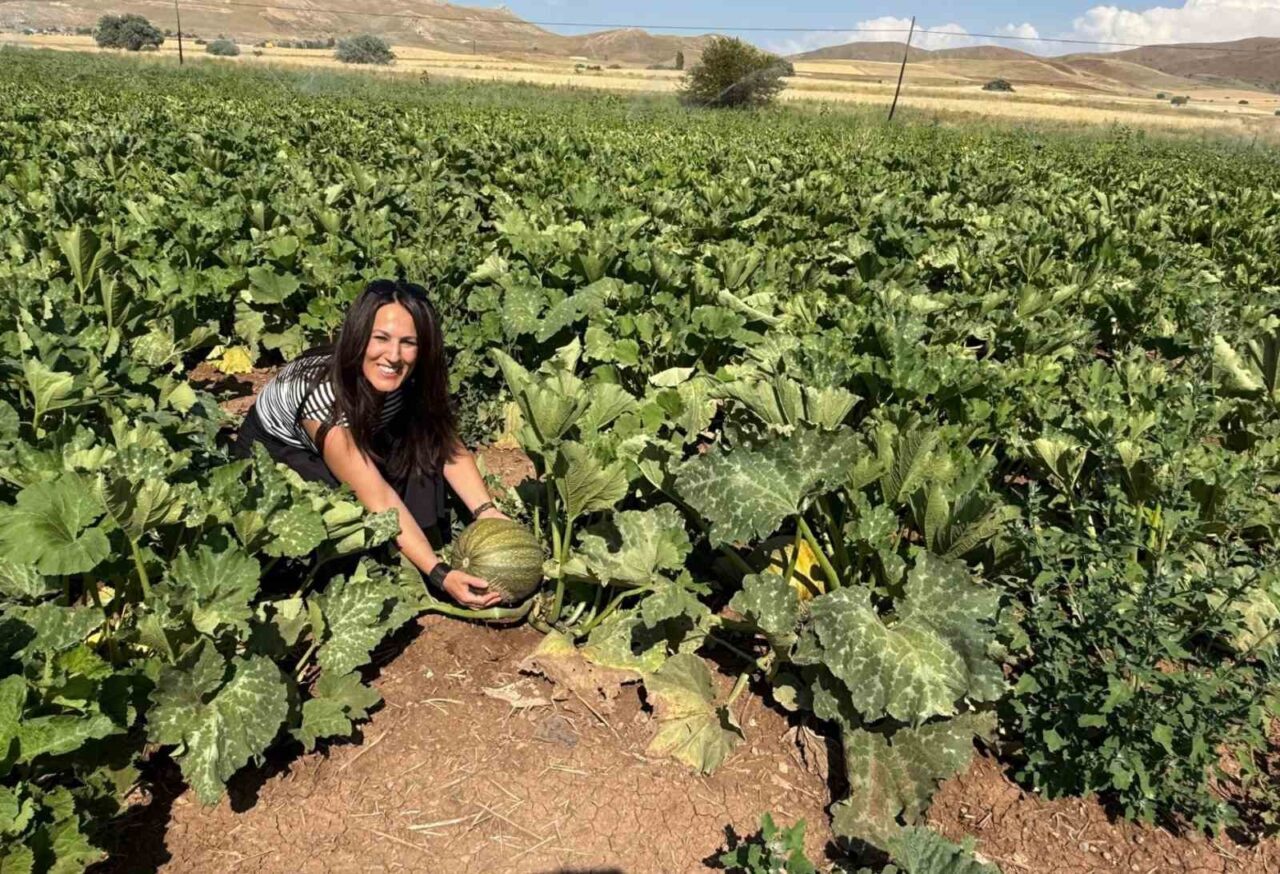 Erzincan’ın Tercan ilçesinde çerezlik ayçiçeğinin ardından çerezlik kabak üretimi de