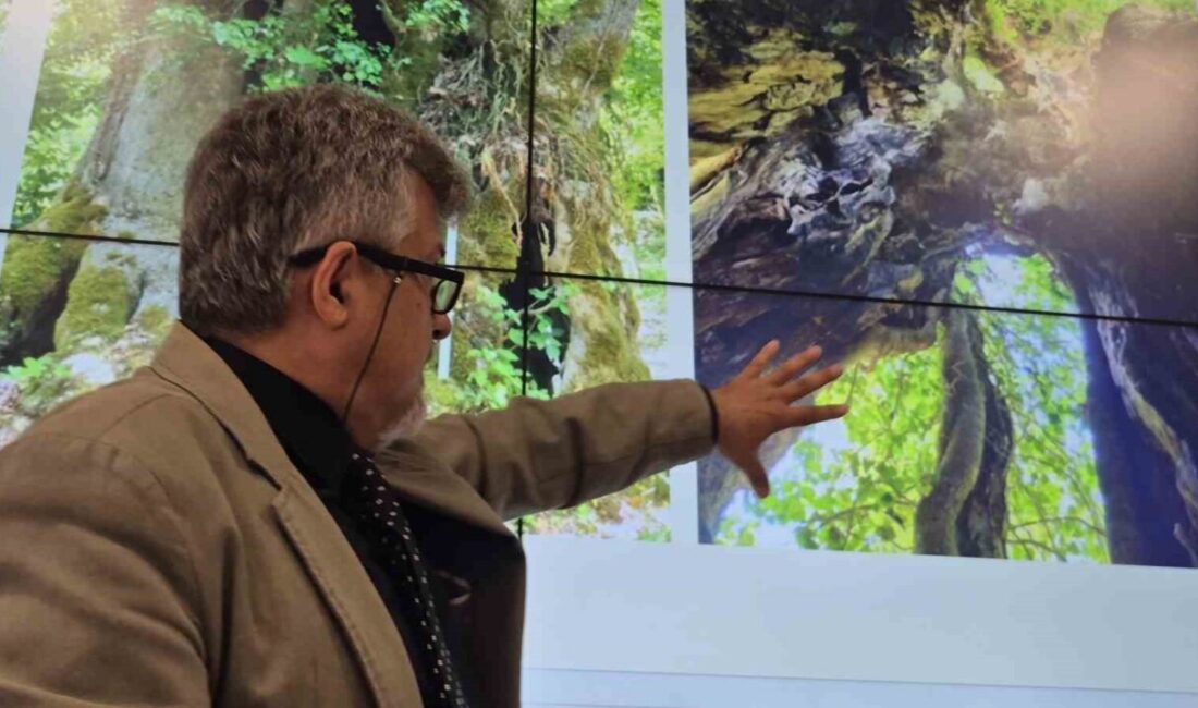 Bartın ormanlarında köylüler tarafından tesadüfen bulunan ağacın türü köknar çınar