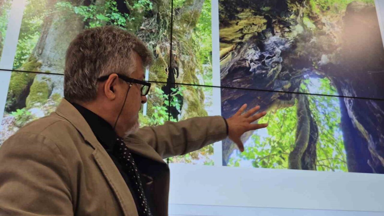 Bartın ormanlarında köylüler tarafından tesadüfen bulunan ağacın türü köknar çınar