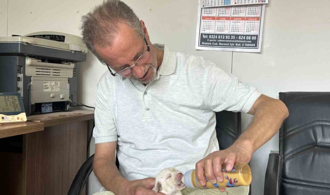 Mersin’in Tarsus ilçesinde tescilli ırk olan Çatalburun köpeği bir batında