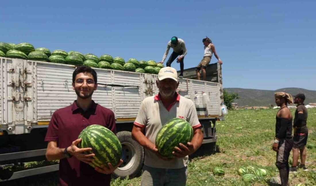 Bilecik’in Osmaneli ilçesinde üretilen coğrafi işaretli karpuz, tarlalardan hasat edilerek