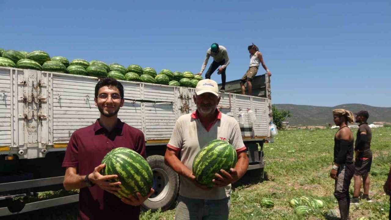 Bilecik’in Osmaneli ilçesinde üretilen coğrafi işaretli karpuz, tarlalardan hasat edilerek