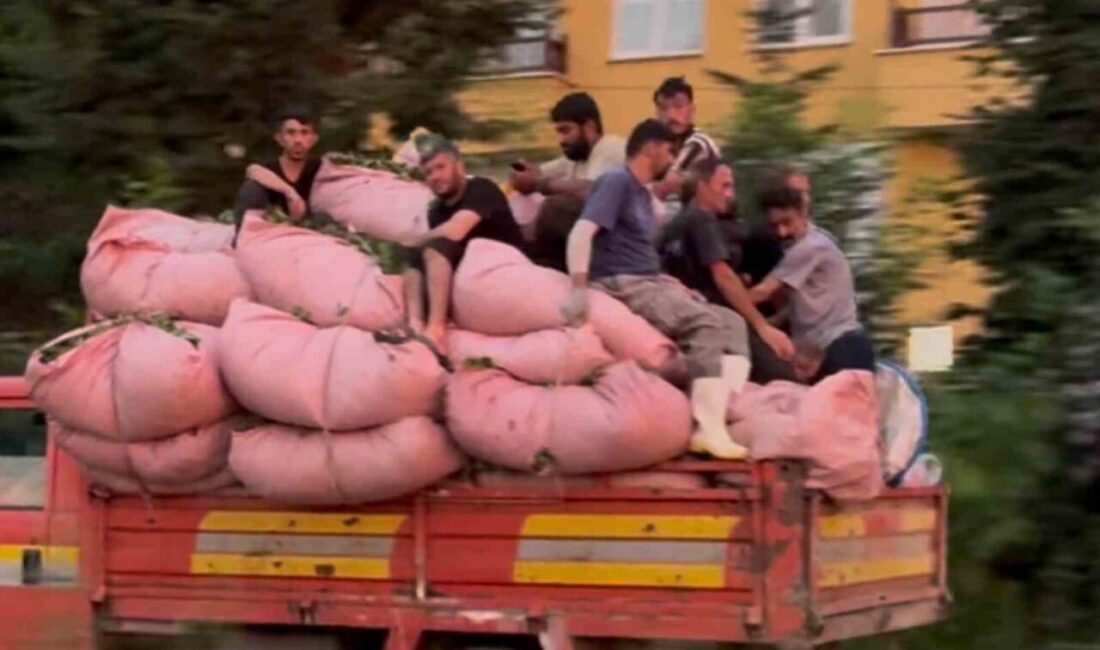 Rize’de çay dolu bezlerle dolu kamyonun kasasında seyahat eden 8