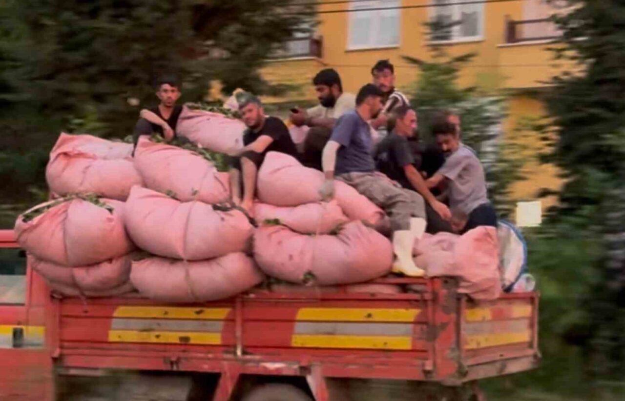 Rize’de çay dolu bezlerle dolu kamyonun kasasında seyahat eden 8