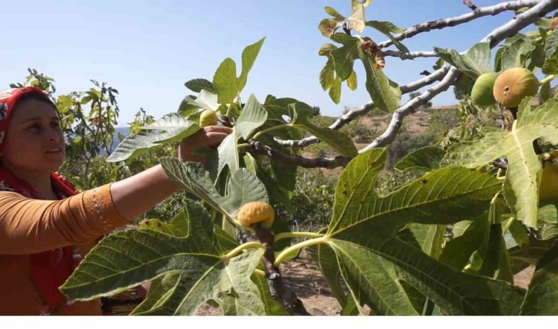 İzmir’in önemli incir üretim merkezlerinden Tire’de 2025 incir sezonu için
