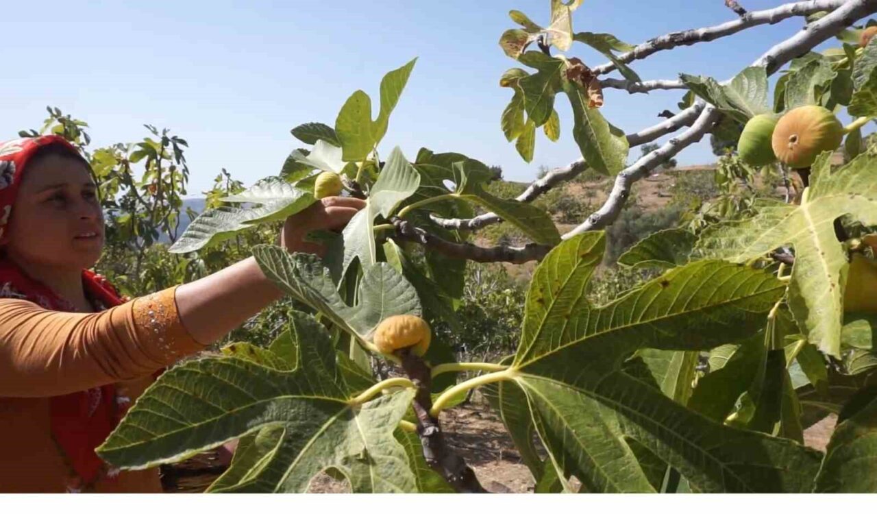 İzmir’in önemli incir üretim merkezlerinden Tire’de 2025 incir sezonu için