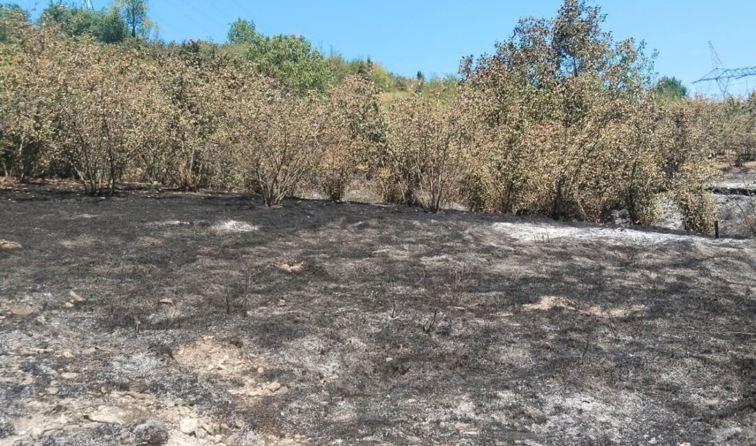 Zonguldak’ın Kdz. Ereğli’ye bağlı Kaymaklar köyünde fındık bahçesinde tırpan motorunun