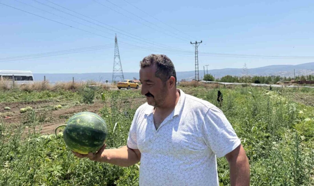Tokat’ın Erbaa ilçesinde karpuz hasadı yüksek rekolteyle yüz güldürdü, 1