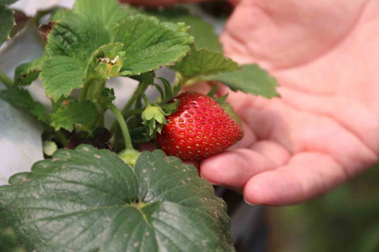 Eskişehir’in Sarıcakaya ilçesinde bulunan serada, topraksız yapılan tarım ile normal