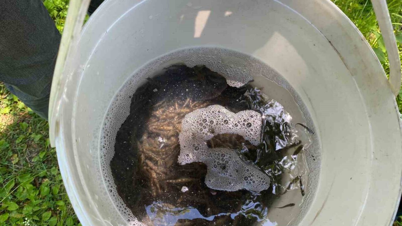 Trabzon’un Sürmene ilçesinde 15 bin adet alabalık yavrusu dereye salındı.