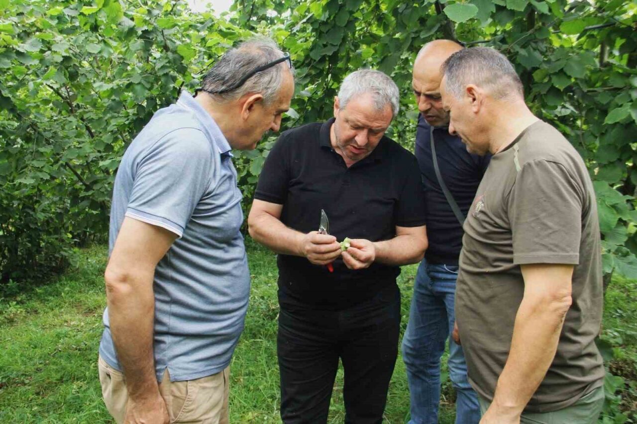 Trabzon’da 2025 yılı fındık rekoltesinin belirlenmesi amacıyla yürütülen çalışmalar kapsamında